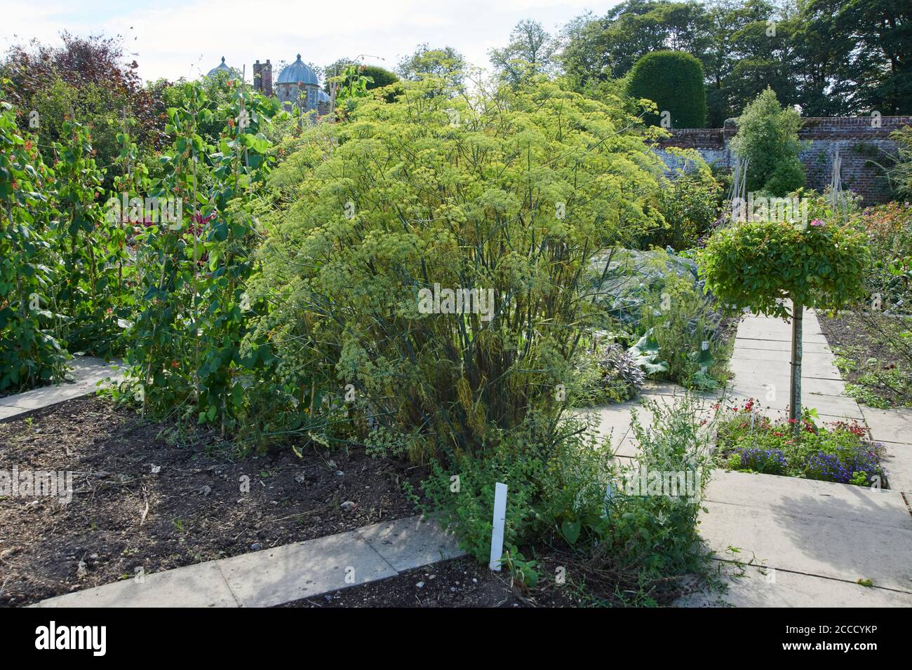 Un enorme Dill Plant (Anethum graveolens) che cresce in un giardino di campagna durante i mesi estivi, Inghilterra, Regno Unito, GB. Foto Stock
