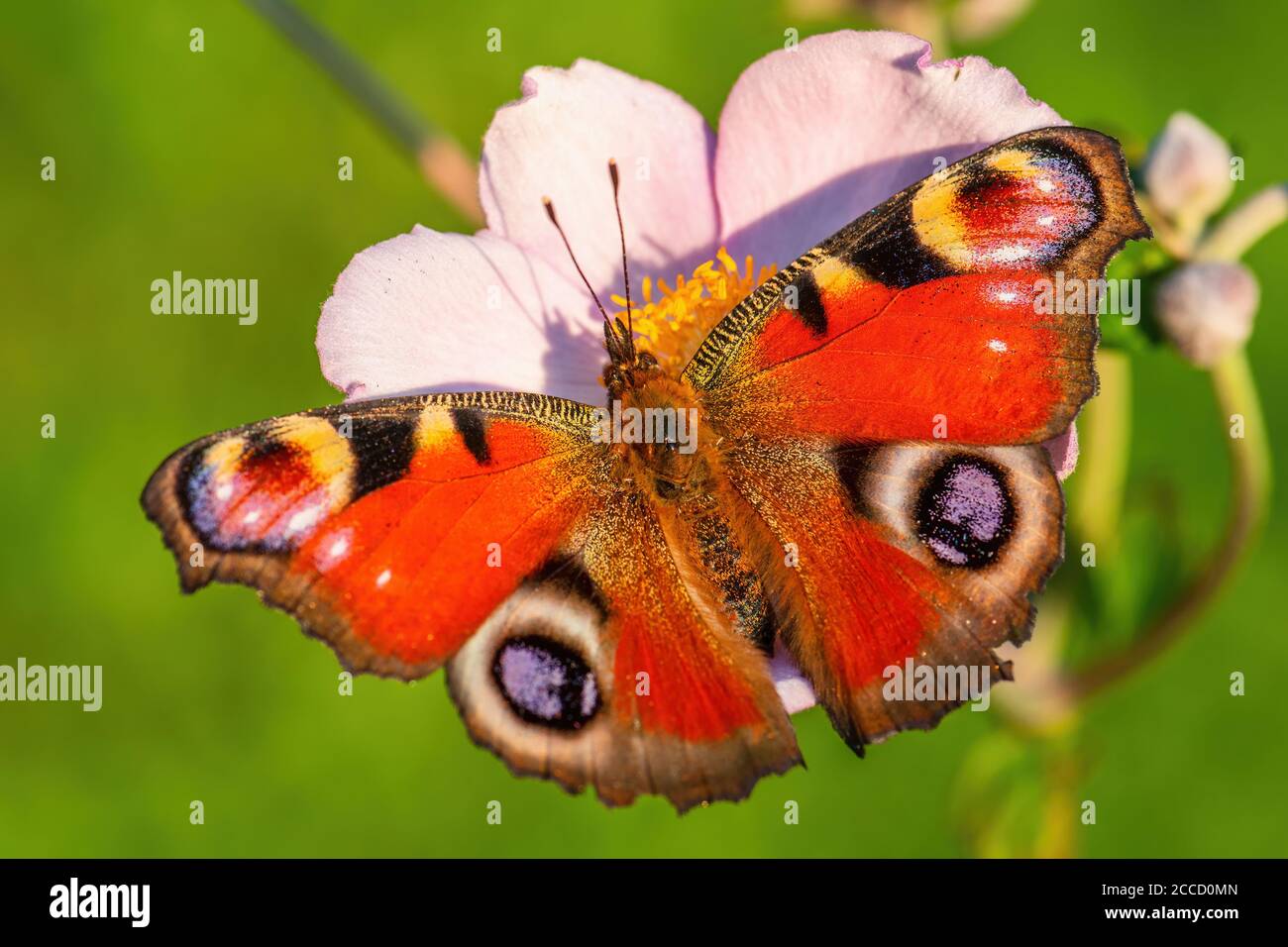 Peacock Butterfly - Inachis io, bella farfalla colorata piede di cespuglio da prati e giardini europei, Zlin, Repubblica Ceca. Foto Stock