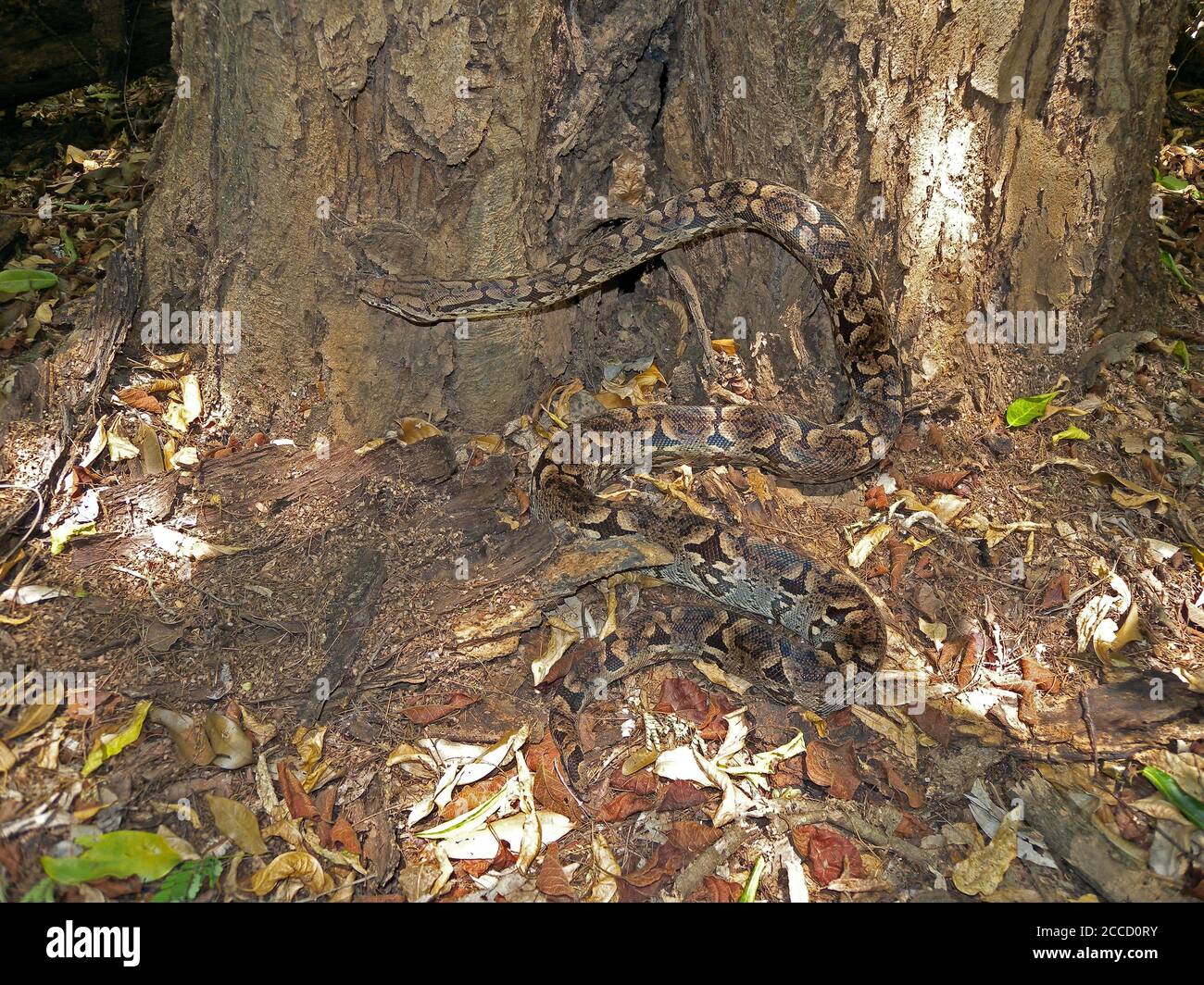 La Boa di Dumeril (Acrantophis dumerili), una specie di boa non venosa endemica del Madagascar. Foto Stock