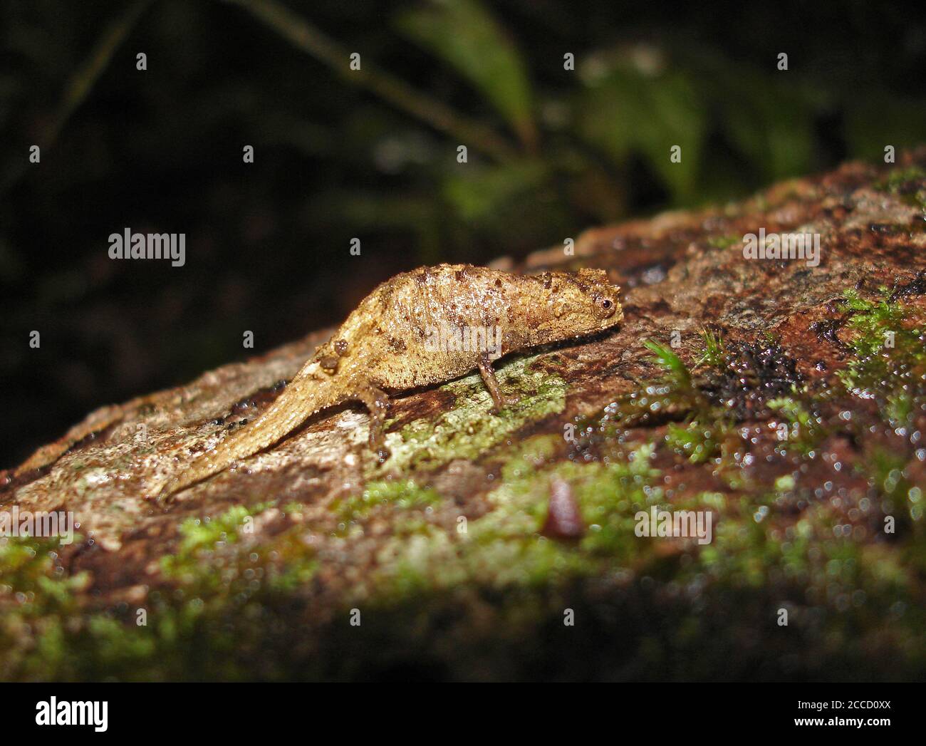 Il camaleonte pigmito di Peyrieras (Brookesia peyrierasi) in piedi su un tronco di albero. Un camaleonte endemico e minutivo del Madagascar nord-orientale. Foto Stock