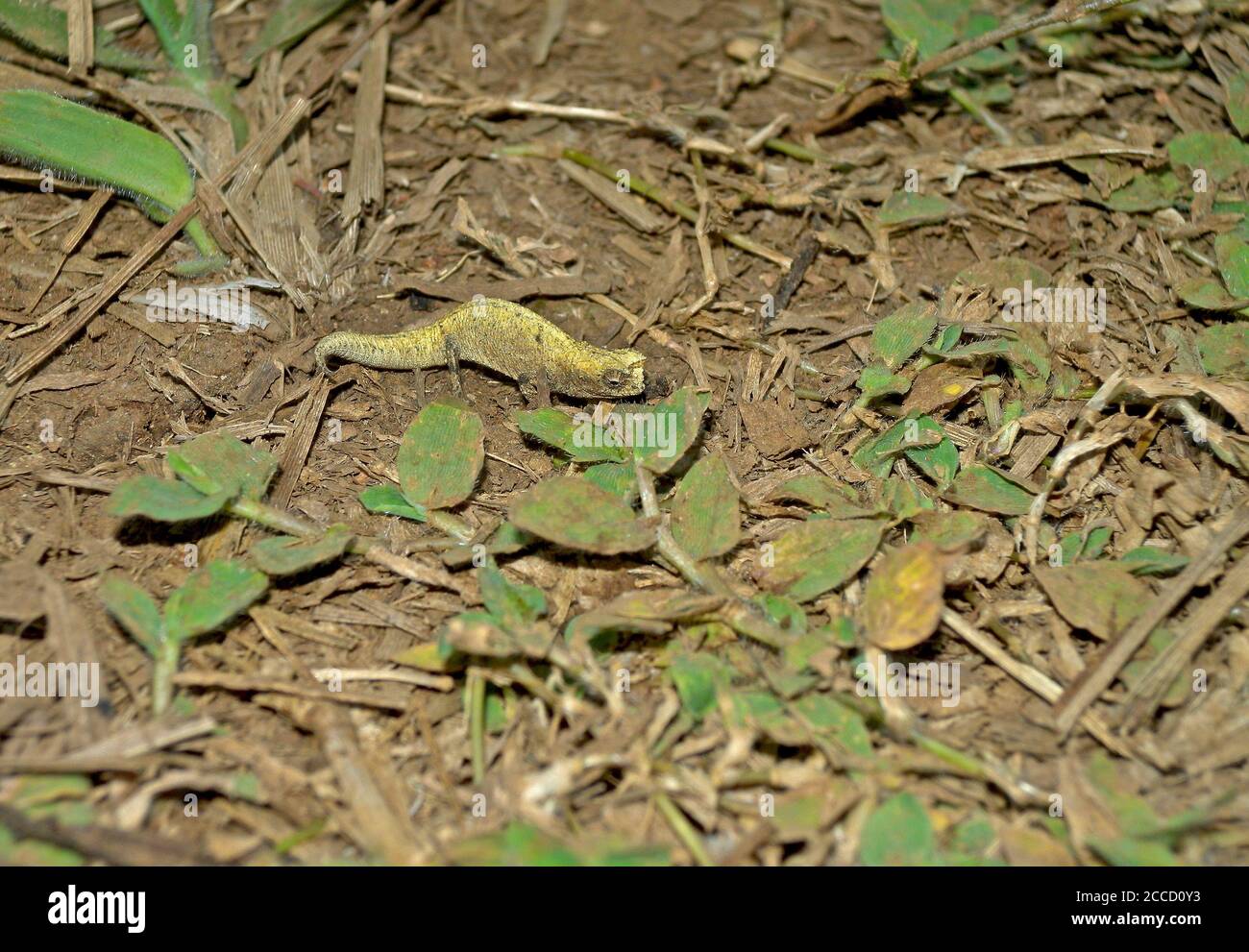 Montagne d'Ambre foglia chameleon (Brookesia tuberculata) sul pavimento della foresta. Un piccolo camaleonte dall'estremo nord del Madagascar. Foto Stock