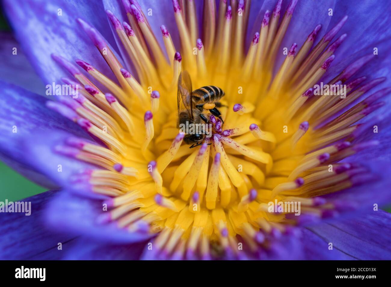 Ape di miele che lavora duramente raccogliendo polline al loto rosa. Ape mangiare delizioso nettare di fiore rosa di loto nella tranquilla mattina. Foto Stock