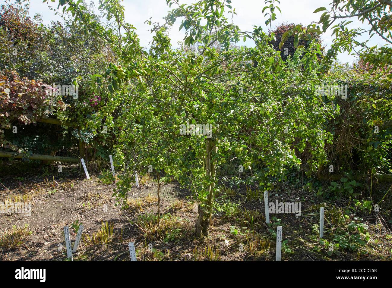 Oregon Crabapple (Malus fusca) o Pacific Carb mela, che cresce in un luogo luminoso in un frutteto da giardino, Inghilterra, Regno Unito, GB. Foto Stock