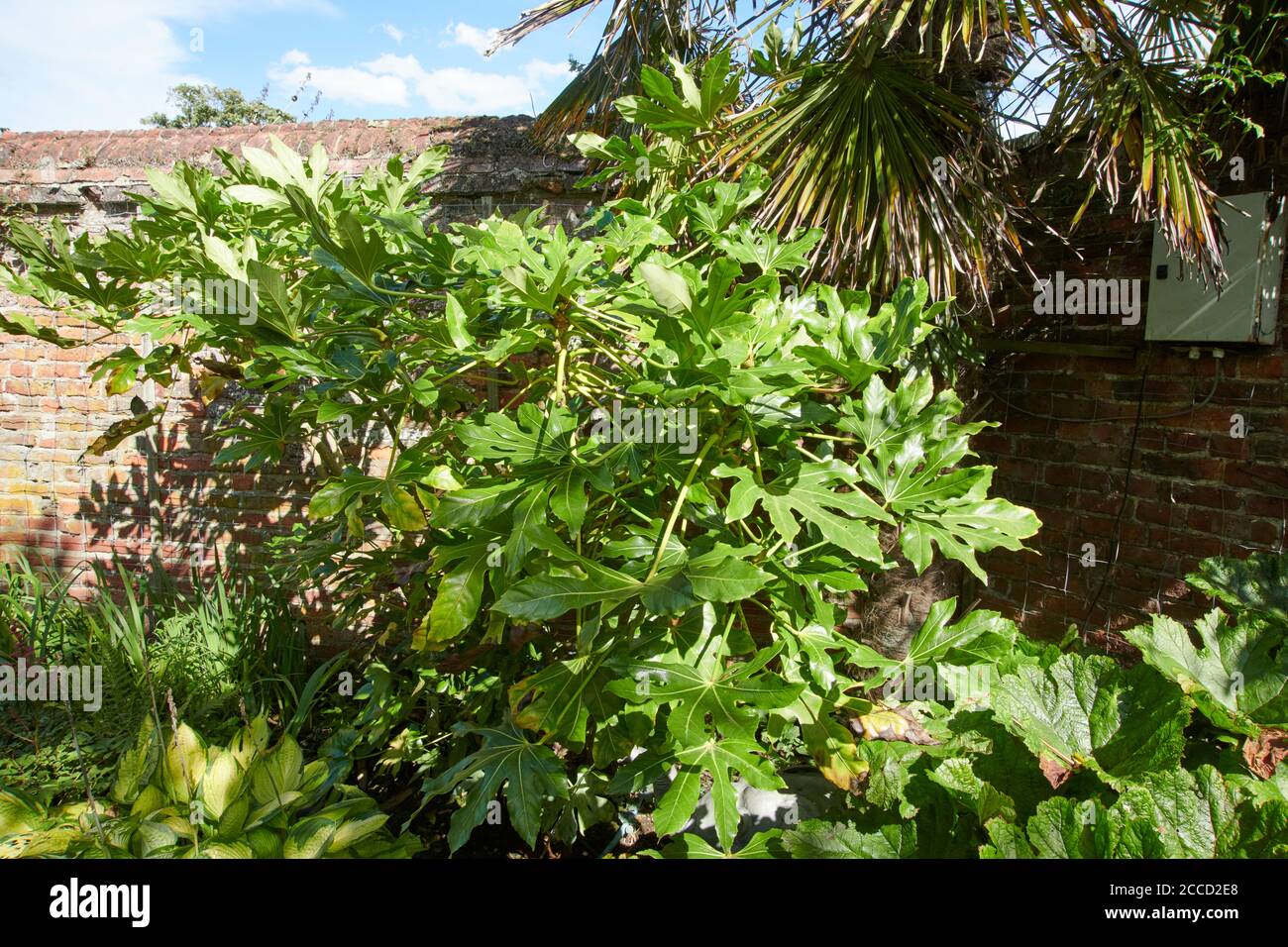 Fatsia japonica o Castor pianta di olio che cresce in un luogo soleggiato ina giardino murato, Inghilterra, UK, GB. Foto Stock