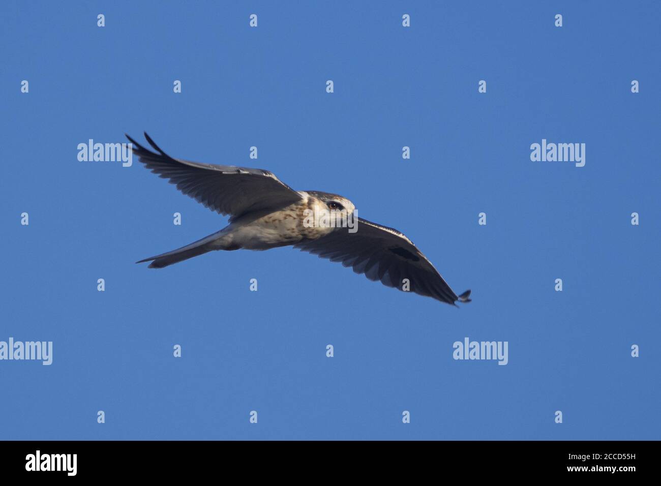 Aquilone dalla coda bianca in volo Foto Stock