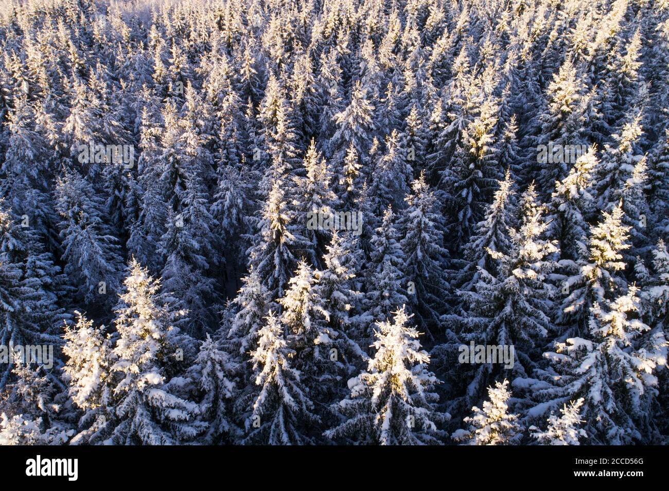 Una vista aerea sul paese delle meraviglie invernali foresta di conifere boree innevate con pini gelosi e abete rosso nella natura estone, Nord Europa. Foto Stock