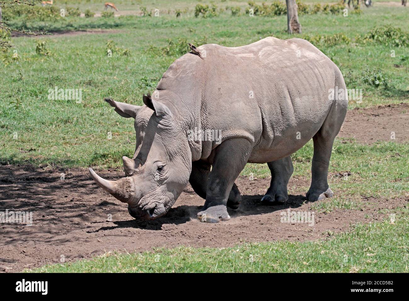 Rhinoceros Bianco del Nord in pericolo critico (Ceratotherium simum cottoni) che cammina in una riserva di gioco in Kenya. Conosciuto anche come nord quadrato-liped Foto Stock