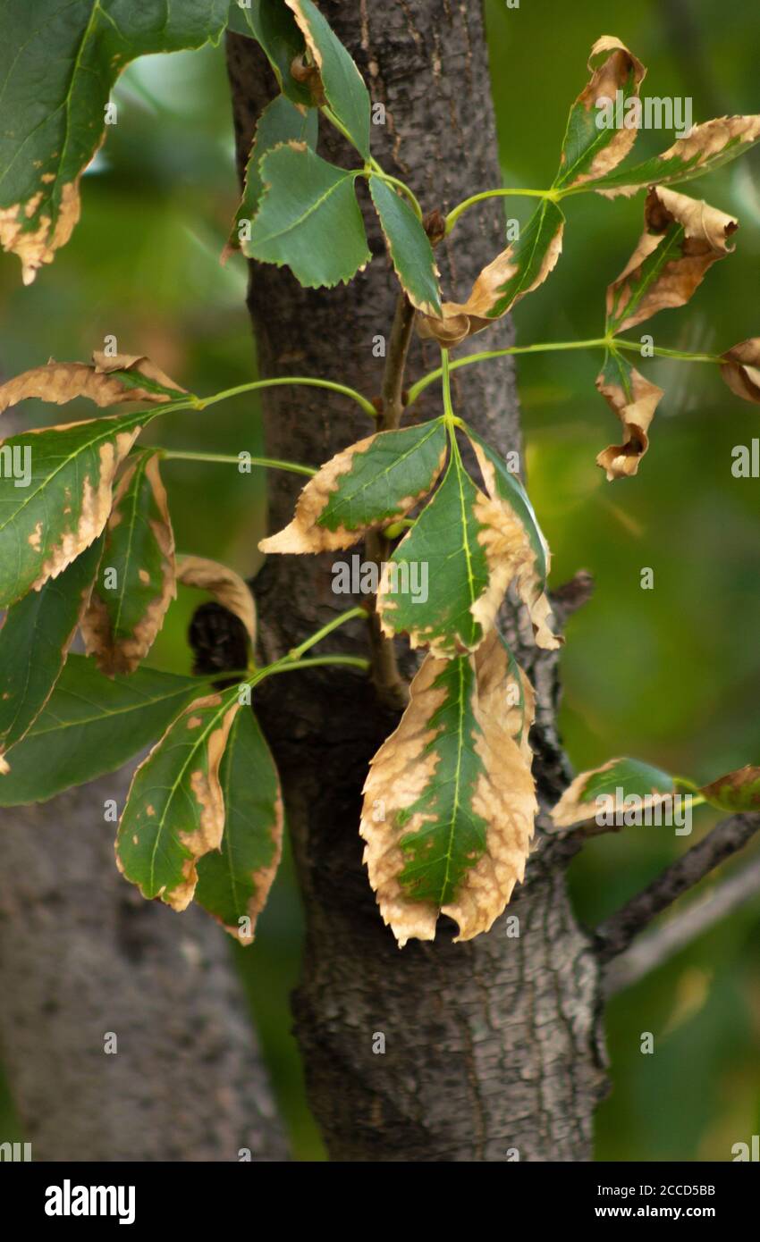 Foglie di un albero di Frassino Verde, dorate ai bordi Foto Stock