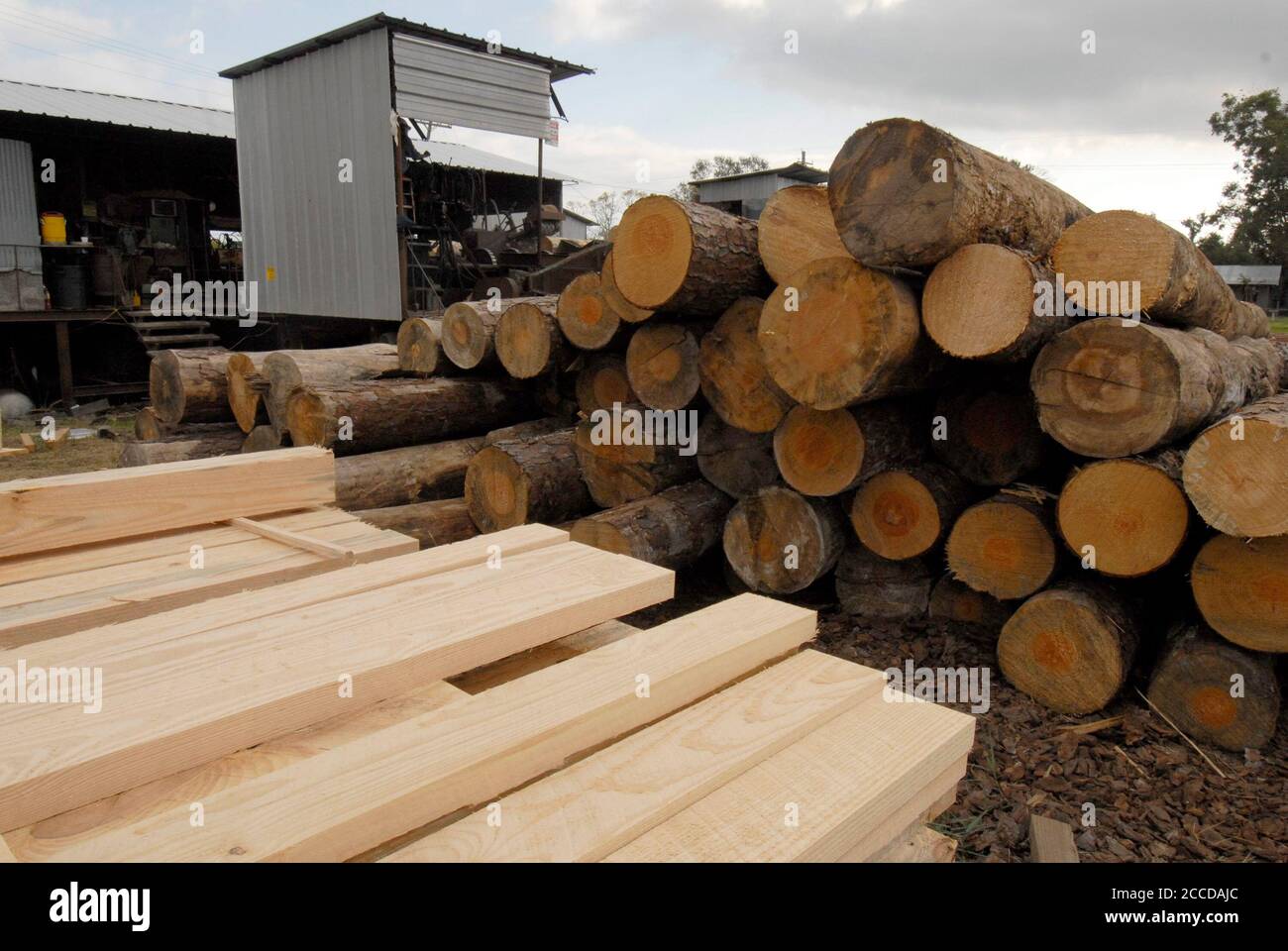 Orange, TX USA, 10 novembre 2006: Legname grezzo e finito alla Rogers Lumber Company. L'azienda elabora legname di pino in tavole da taglio per l'industria edile commerciale. ©Bob Daemmrich Foto Stock