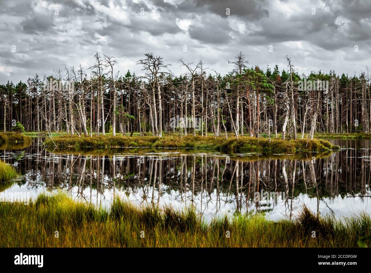 Isola con alberi secchi e il loro riflesso nel lago di palude. Foto Stock