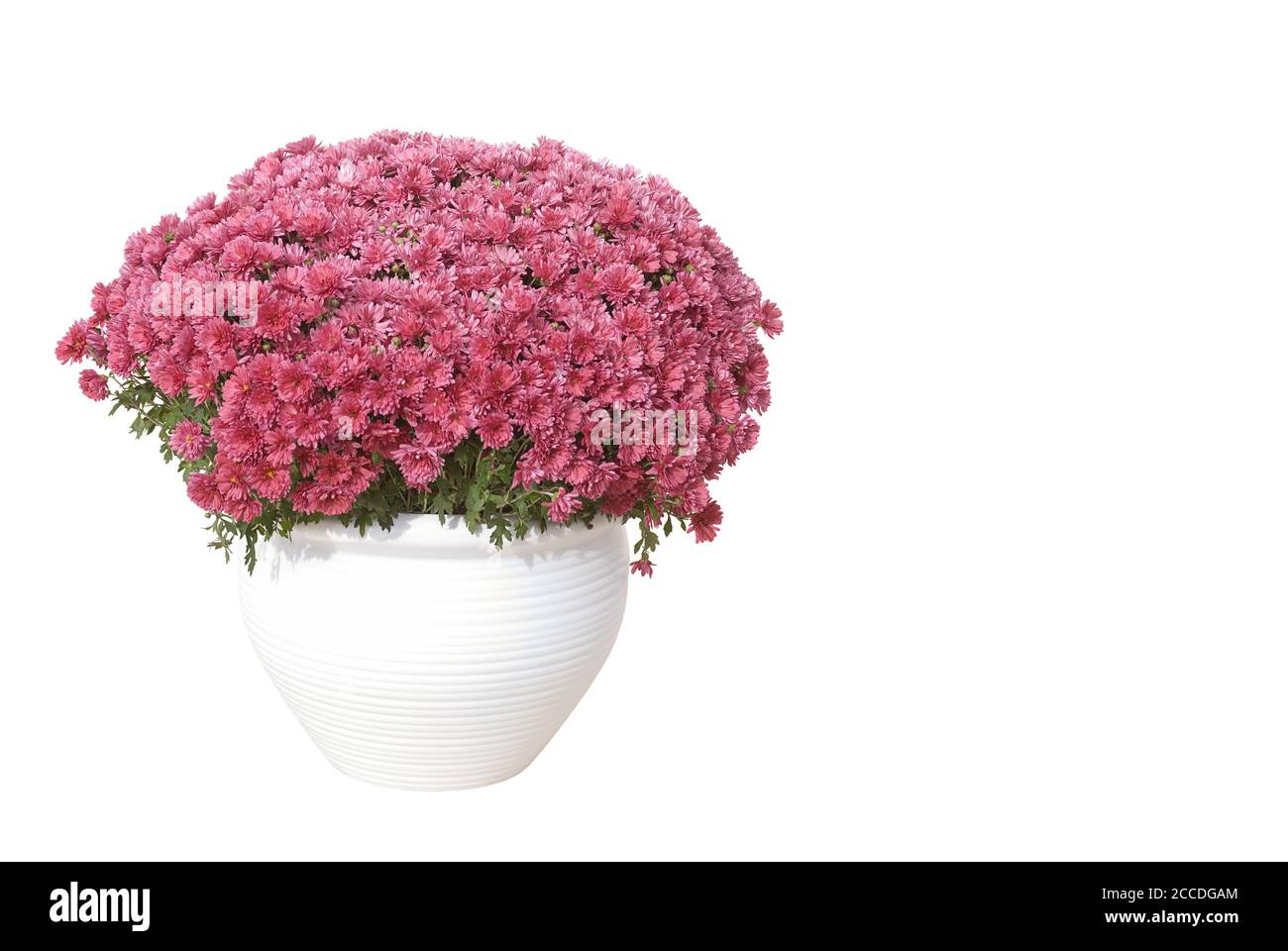 Aste in vaso di fiori su sfondo bianco Foto Stock