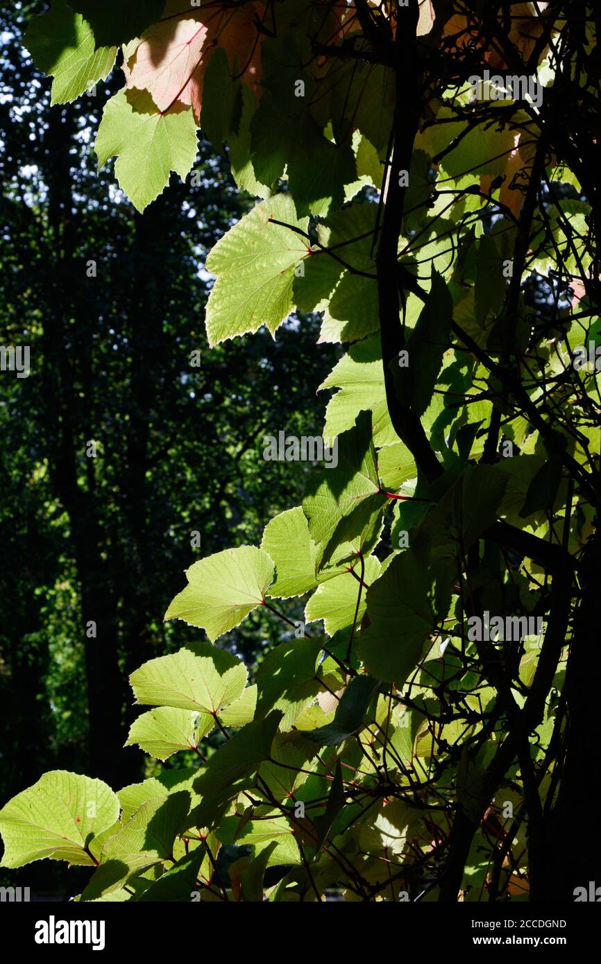 Vite rampicante di gloria viola con grandi foglie ovali di colore verde soleggiato. Foto Stock