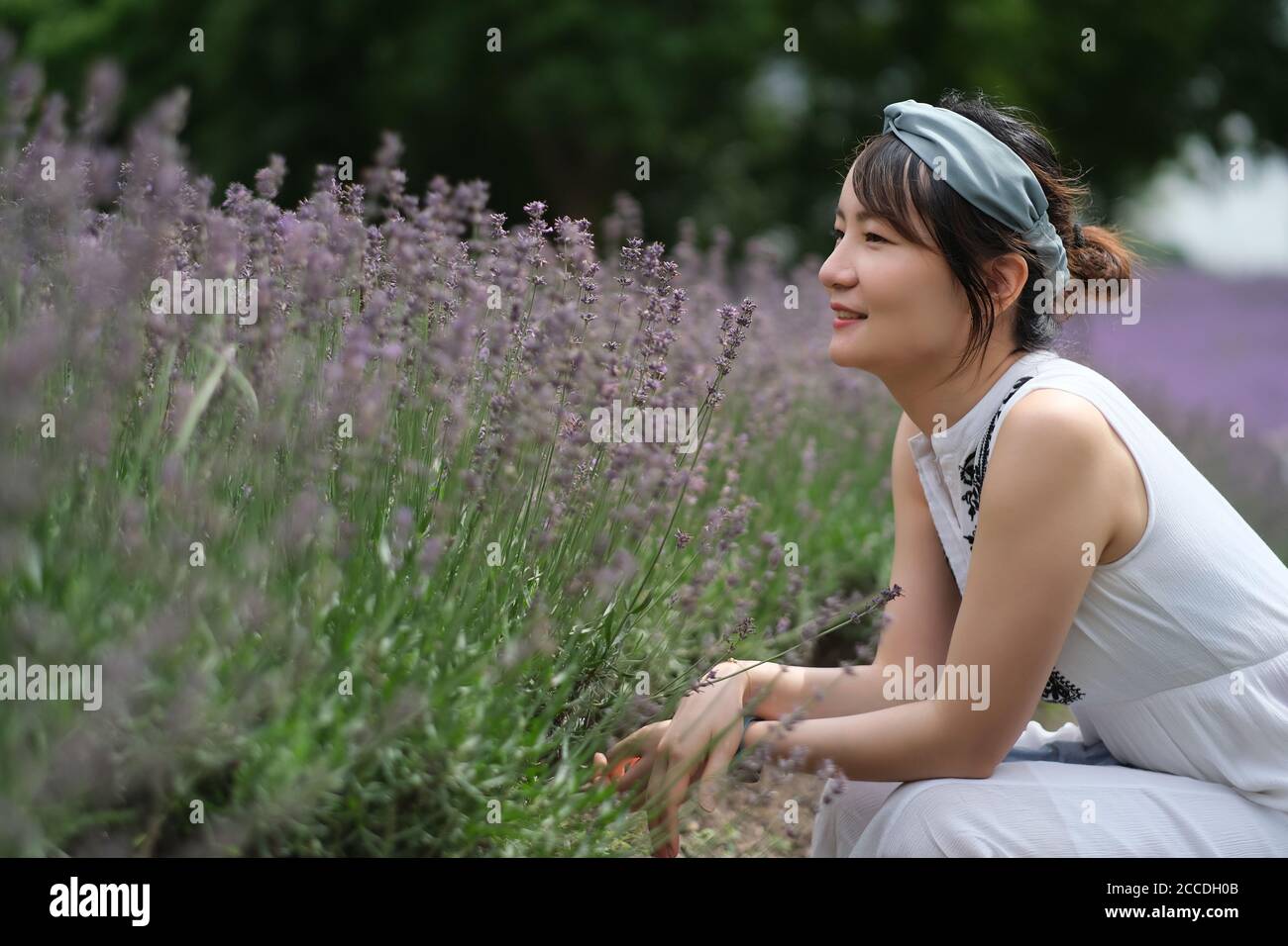 Una bella giovane donna asiatica che sbatte al lavanda Bush, sorridente. Sfocatura dello sfondo Foto Stock