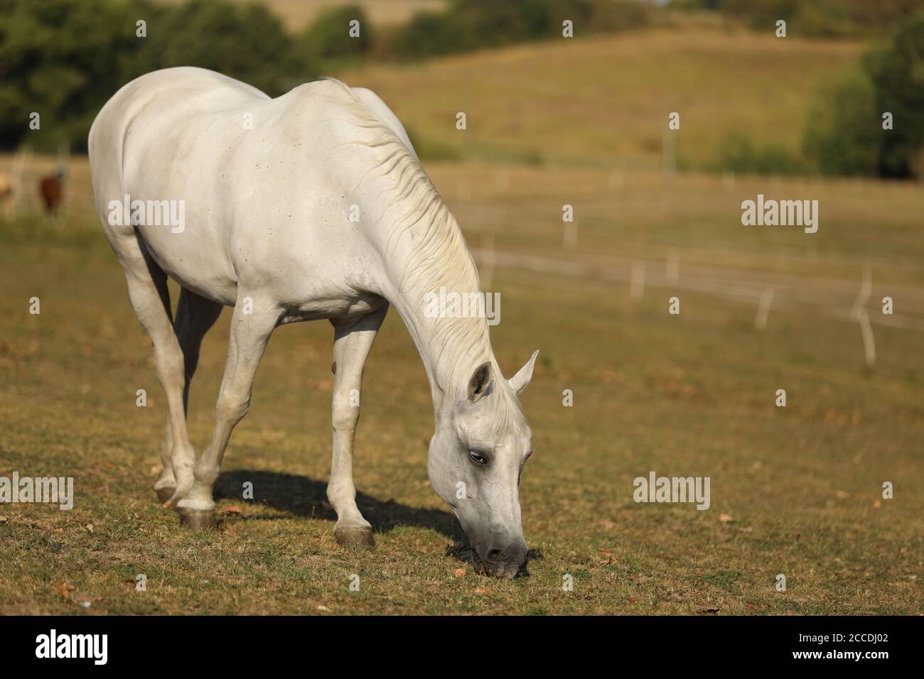 Il Lipizzan, o Lipizzaner, è una razza di cavalli originari di Lipica in Slovenia. Mare sul prato in tarda estate. Foto Stock