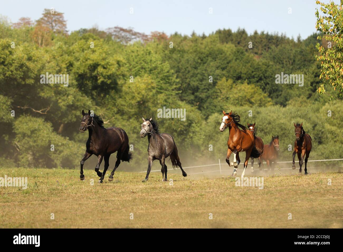 Mandria di giovani cavalli sportivi che galoppano sul prato estivo Foto Stock