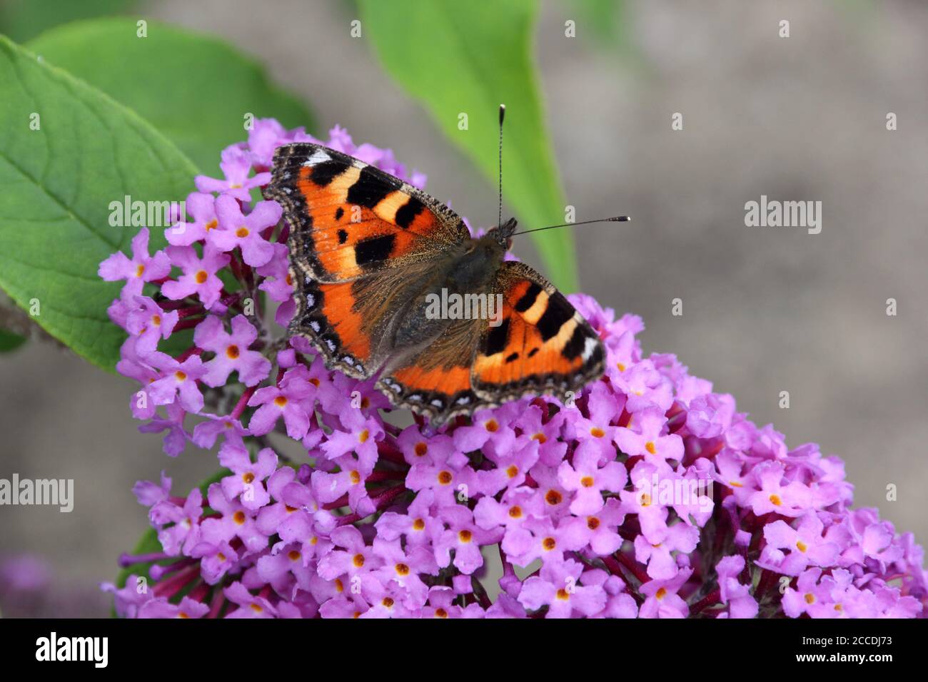 Piccola farfalla di Tortoiseshell su Buddlieia Foto Stock