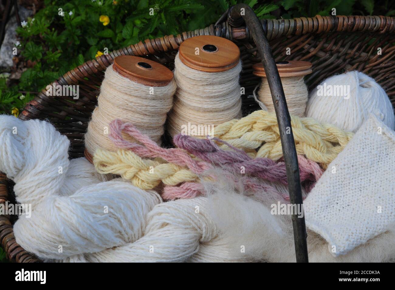 Un cesto di lana filata e tinta naturalmente, con un rolag di pile di  Pickwick crudo pronto per la filatura in primo piano Foto stock - Alamy