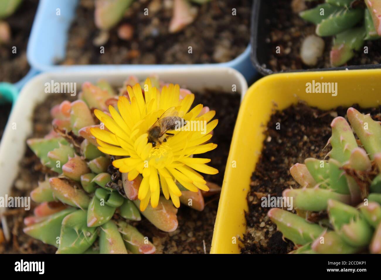 Api che succhiano nettare da un fiore a margherita. Foto Stock