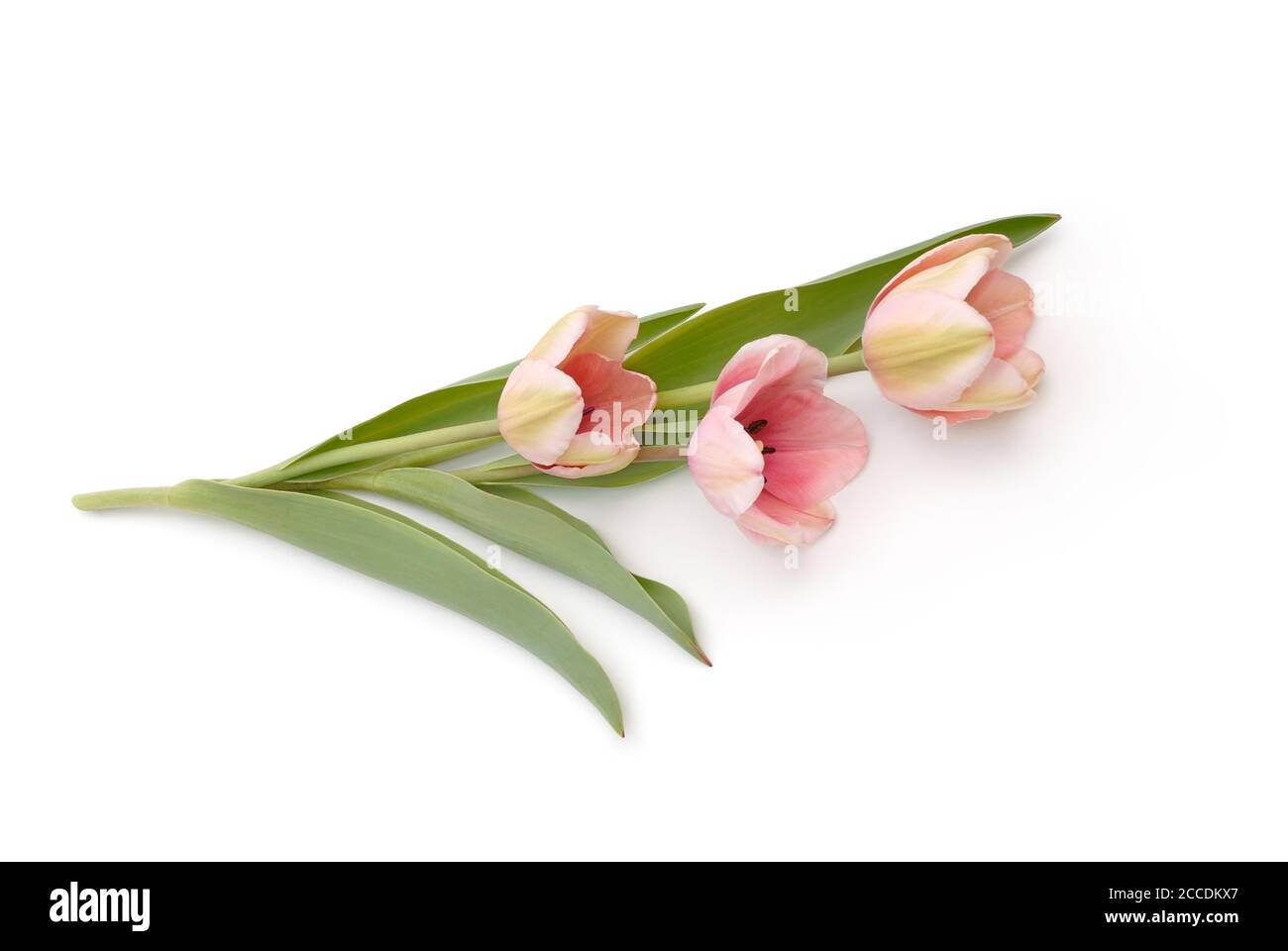 tulipano isolato su sfondo bianco Foto Stock