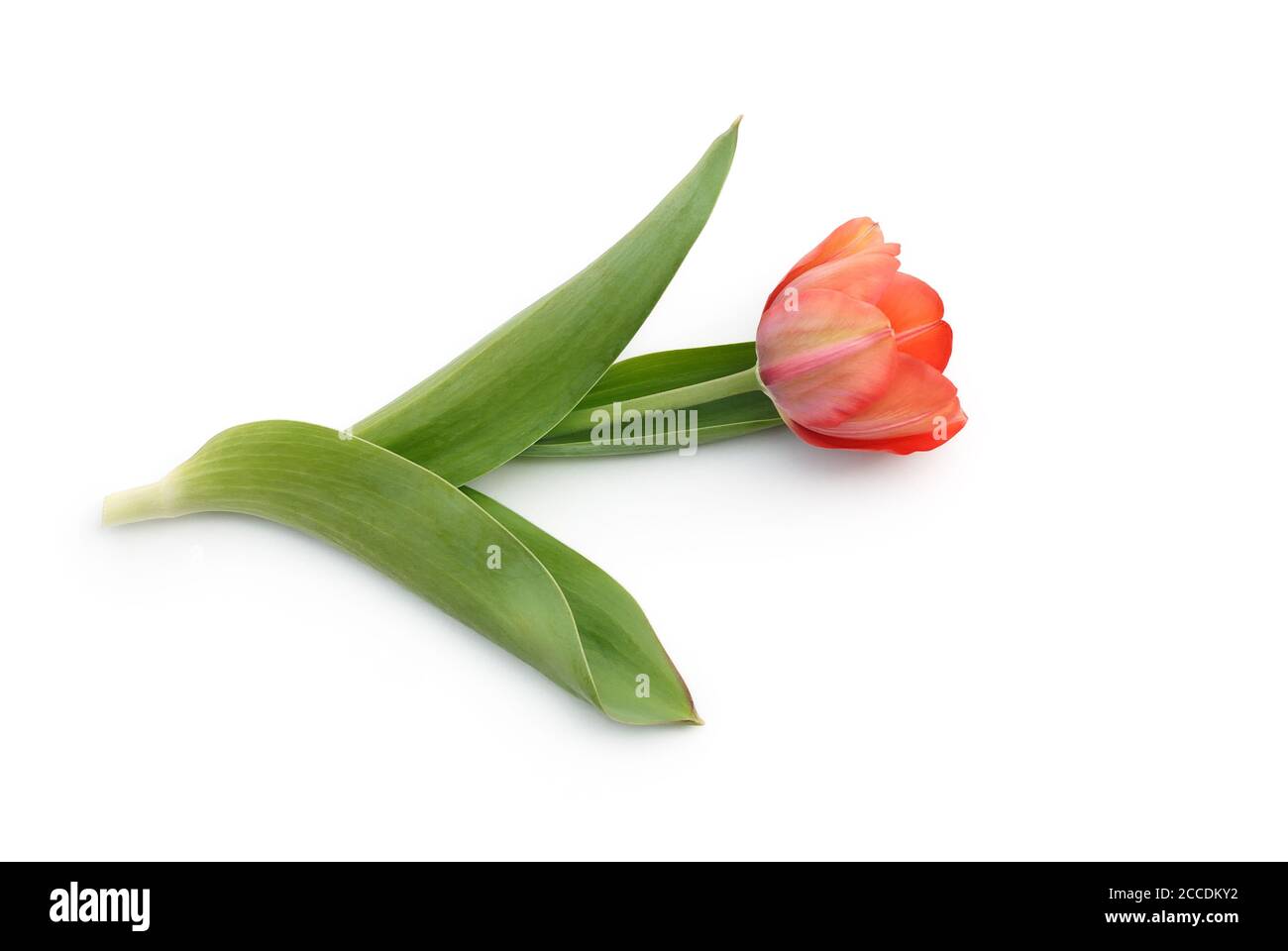 tulipano isolato su sfondo bianco Foto Stock