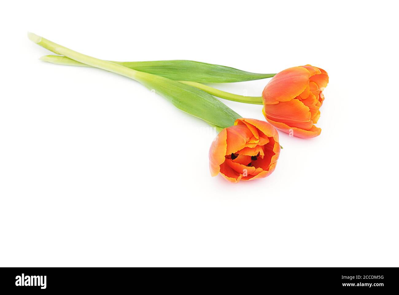 tulipani isolati su sfondo bianco Foto Stock