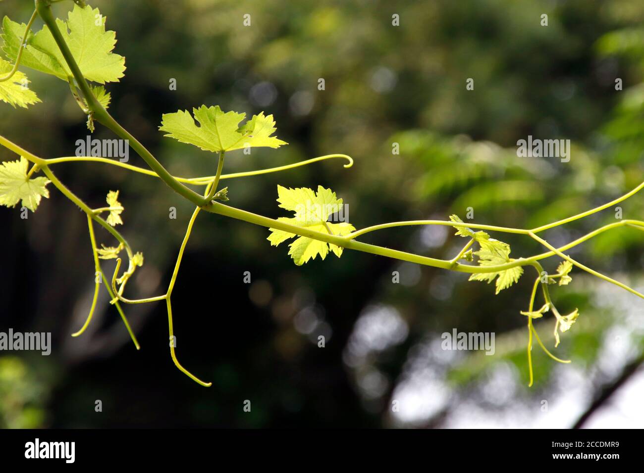 Una piccola foglia di uva catturata in un ambiente luminoso e solare all'interno di un prato. Elegante fotografia a vite con sfondo sfocato, per sfondi. Foto Stock