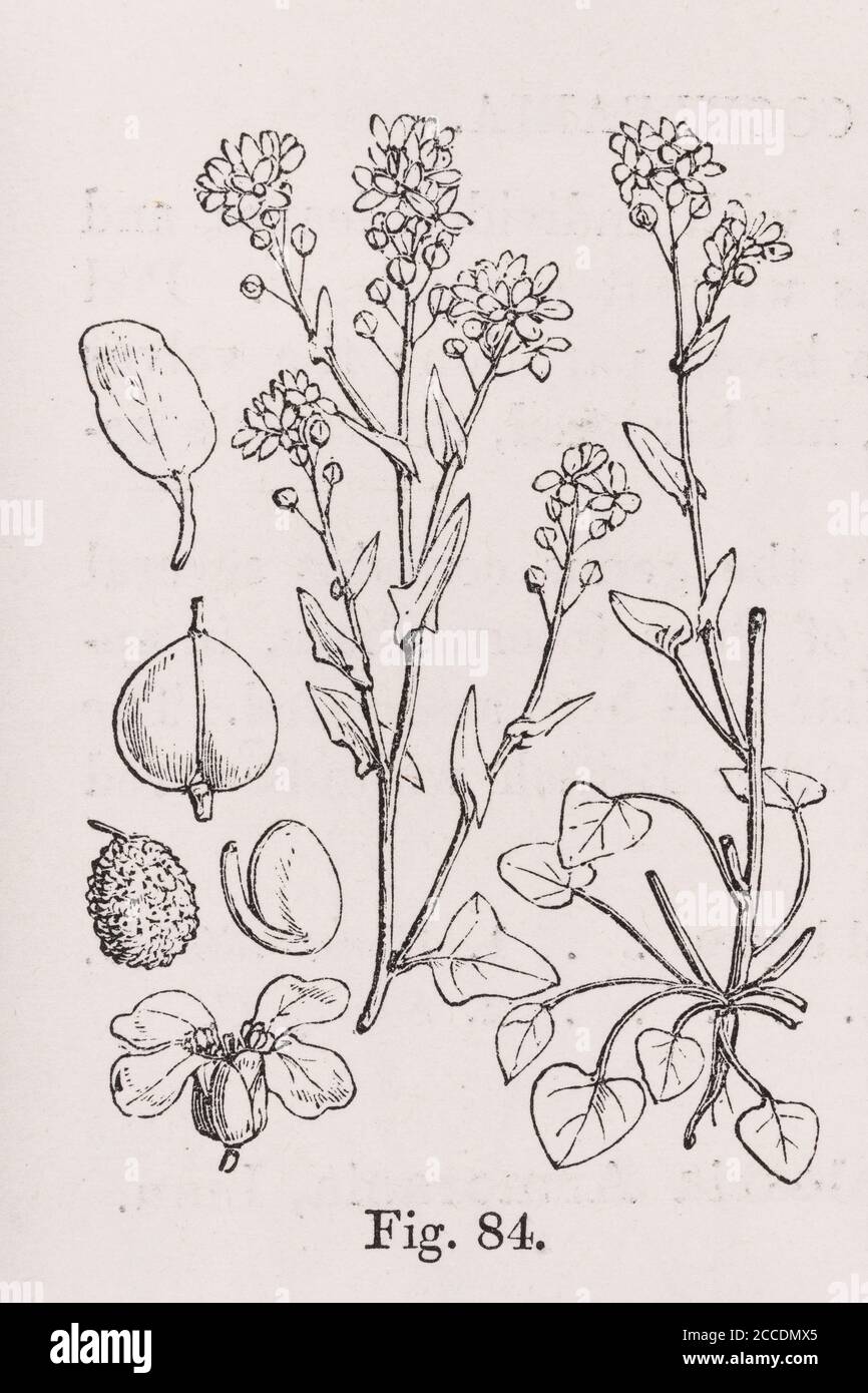 Covid Lockdown ha visto ricomparsa di casi di Scurvy attraverso la dieta carente di vitamina C. L'illustrazione del XIX secolo di Scurvy-Grass, era una cura. Vedere Aggiungi. Note Foto Stock