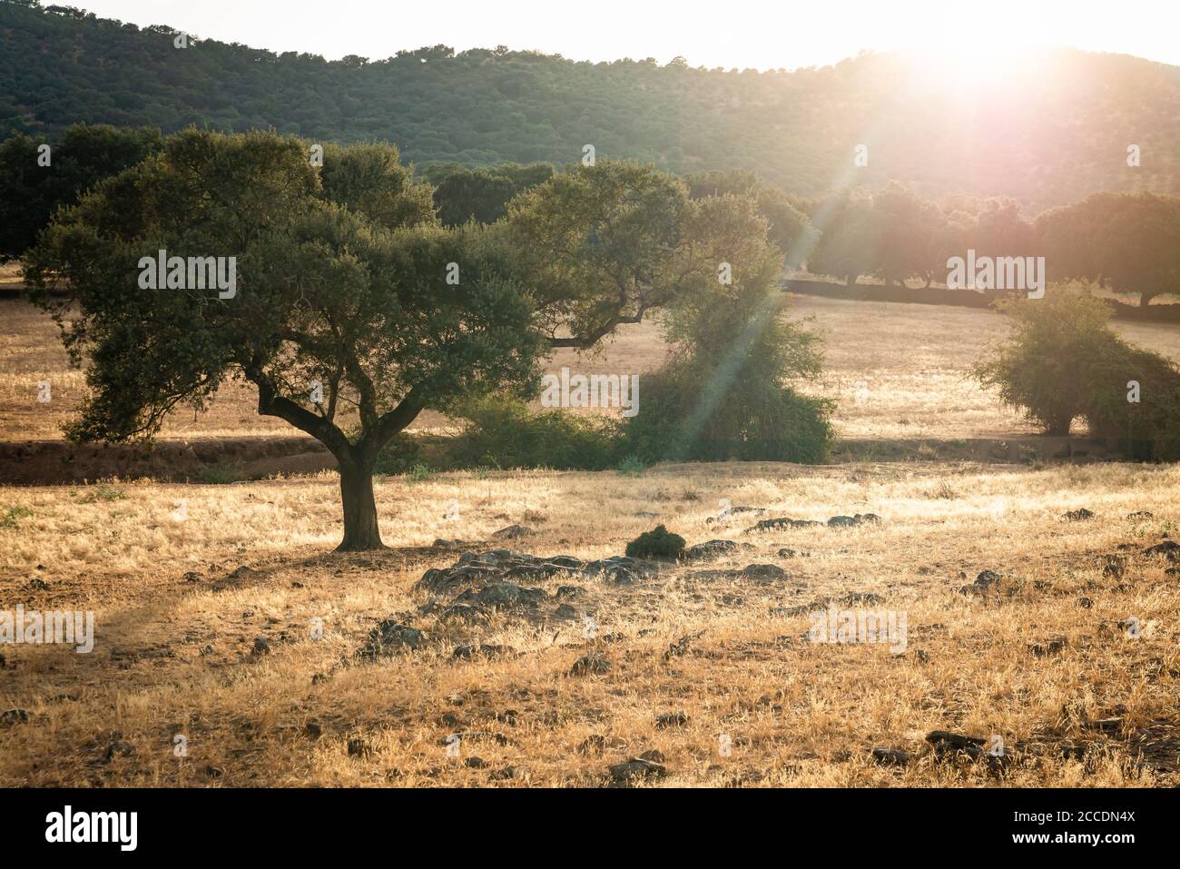 oaks nella dehesa di Extremadura. Foto Stock