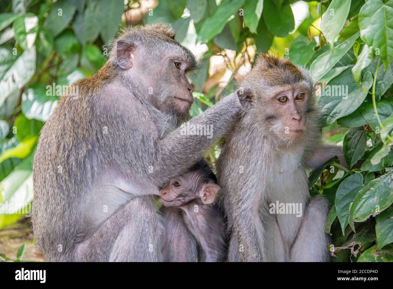 Sangeh Monkey Forest vicino al villaggio di Sangeh, nel sud-ovest di Bali, ha sei ettari di terreno forestale con alberi di noce moscata giganti. Le attrazioni principali lui Foto Stock