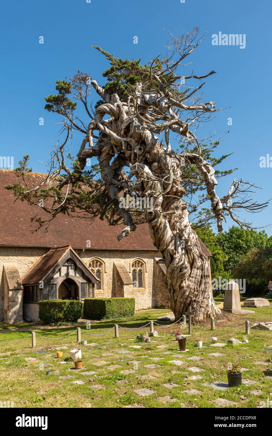 Monterey cipresso (Cupressus macrocarpa), un antico albero nel villaggio di Birdham Churchyard, West Sussex, Regno Unito Foto Stock