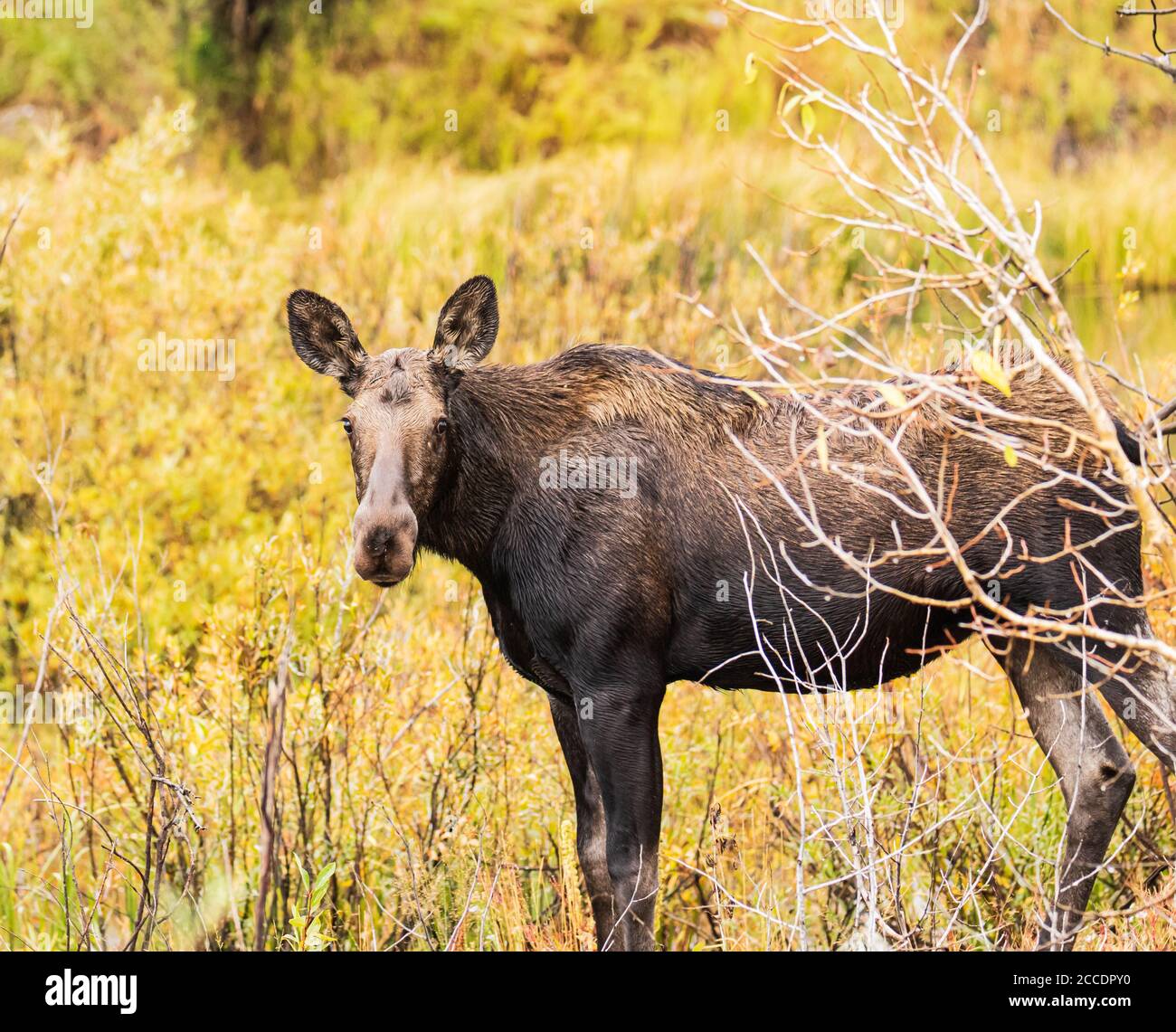 Vista laterale di una Moose femmina che guarda verso la telecamera circondata Dai colori autunnali nel Parco Nazionale di Grand Teton Foto Stock
