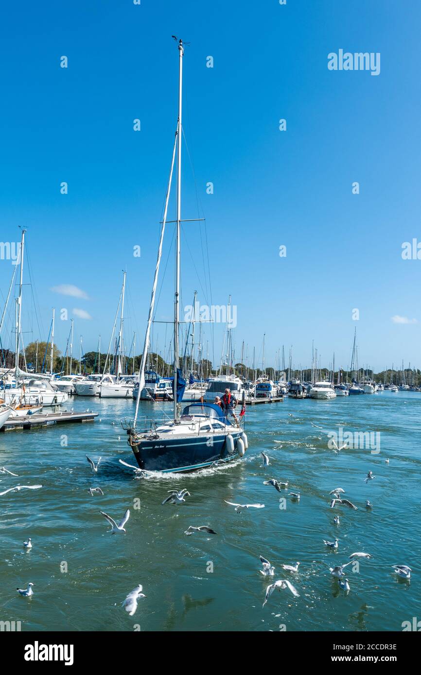 Barche e barche a Chichester Marina, Chichester Harbour, West Sussex, UK. Una coppia su uno yacht in barca a vela circondato da gabbiani Foto Stock