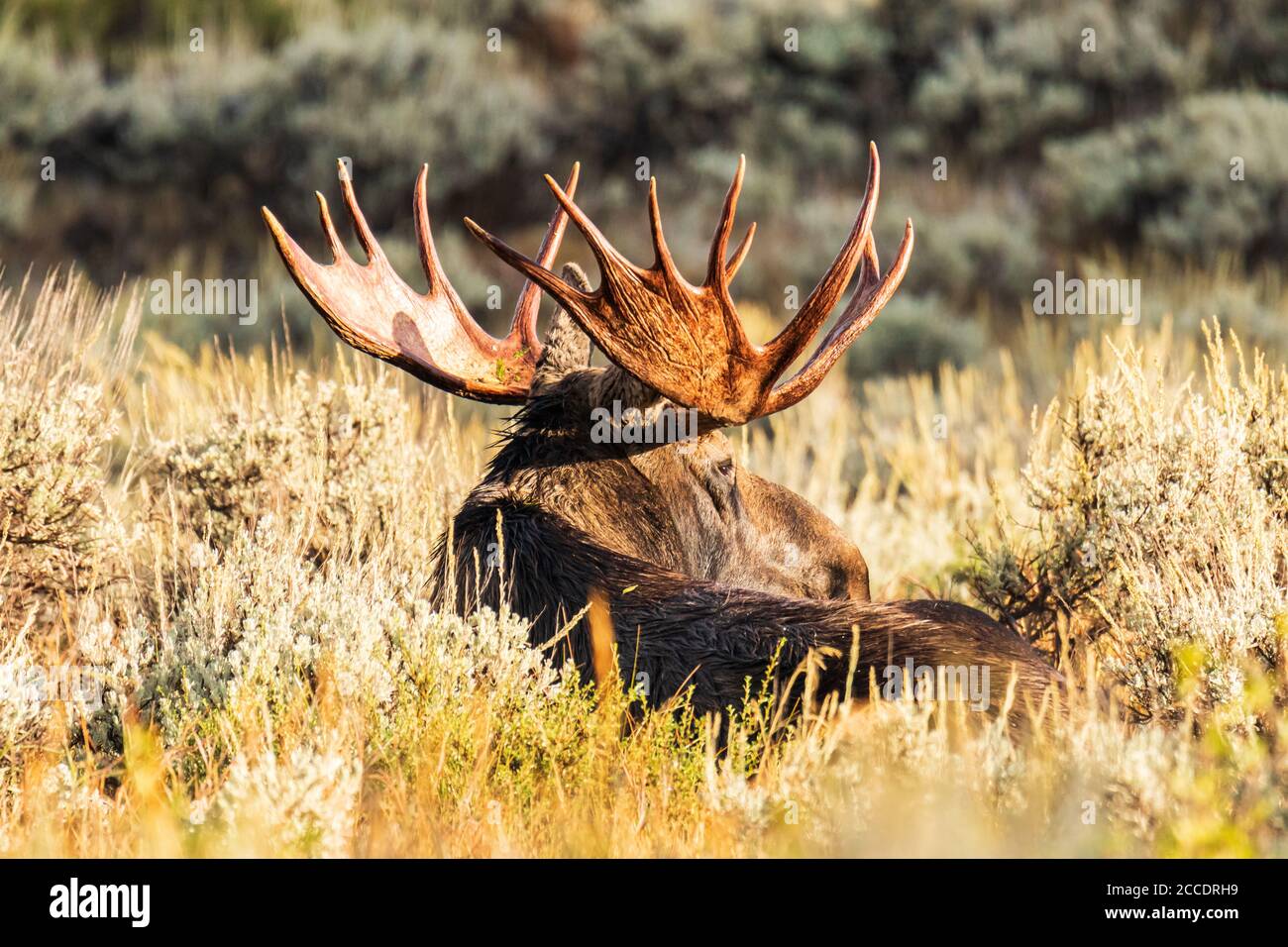 Vista laterale di Bull Moose con grandi formiche in posa E riposando alla luce del mattino a Grand Teton National Parcheggio Foto Stock