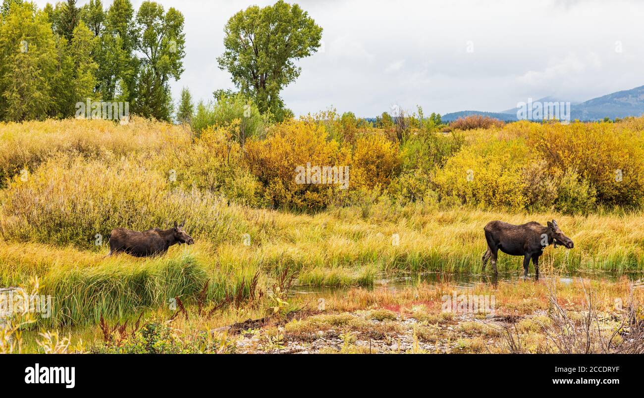 Alce femminile e il suo vitello che si annidano camminano attraverso acque poco profonde Circondato da colori autunnali nel Parco Nazionale di Grand Teton Foto Stock