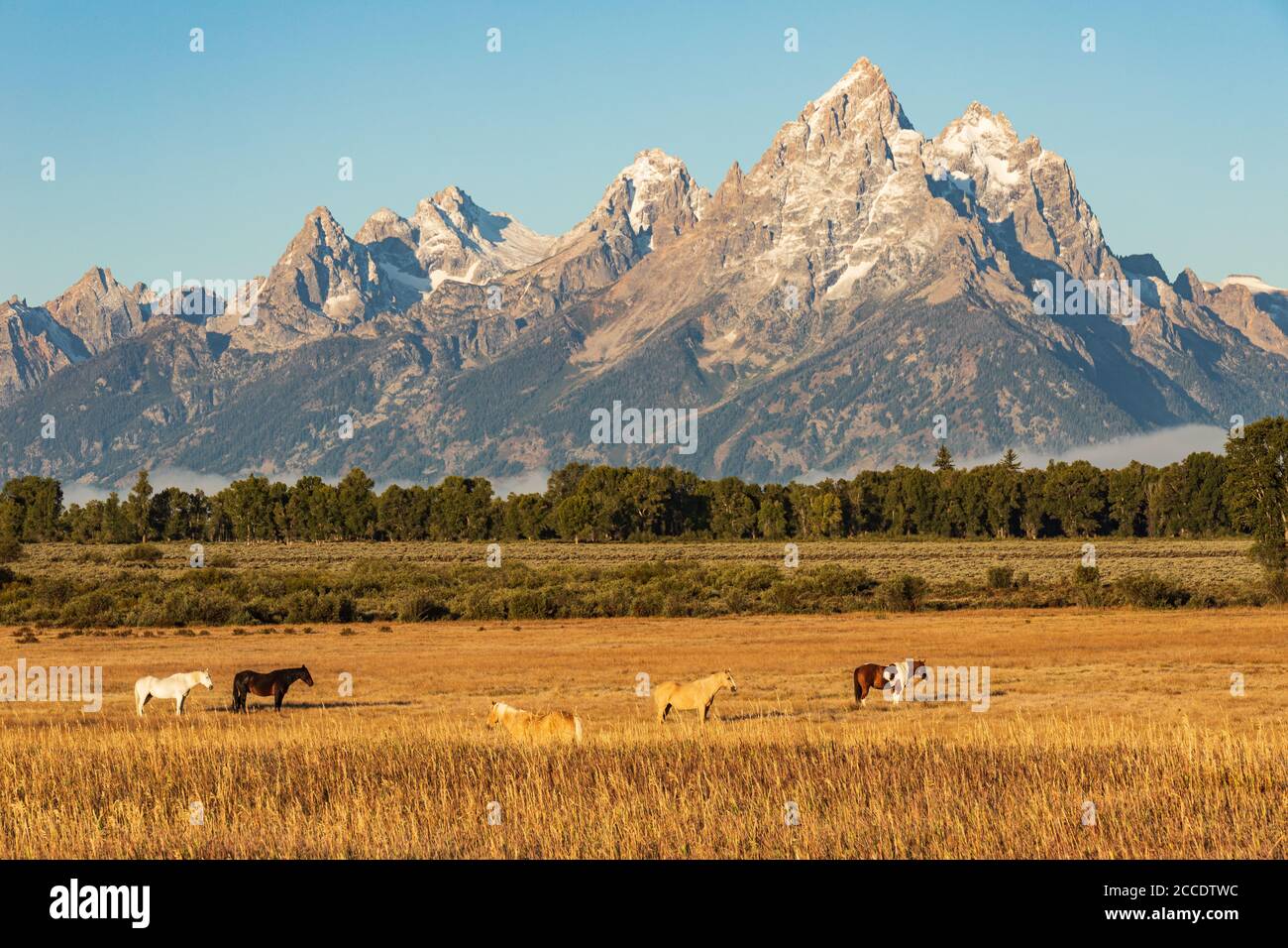 Diversi cavalli si trovano in un campo di erba dorata su Una mattina gelida di fronte alle montagne di Teton in Grand Parco nazionale di Teton Foto Stock