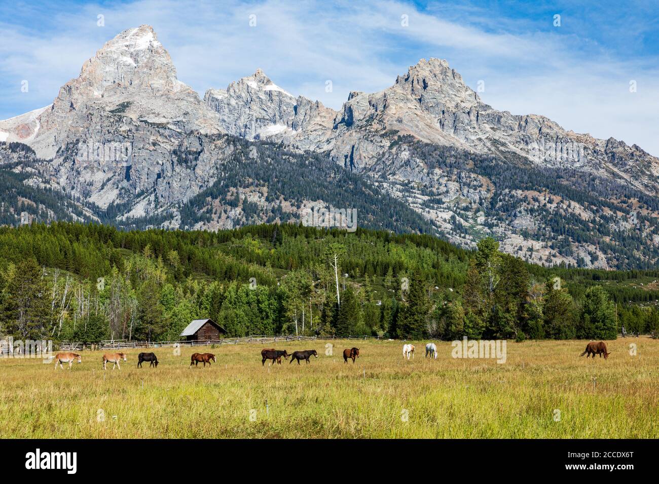 Cavalli e asini in campo verde di fronte a Teton Montagne nel Parco Nazionale di Grand Teton Foto Stock