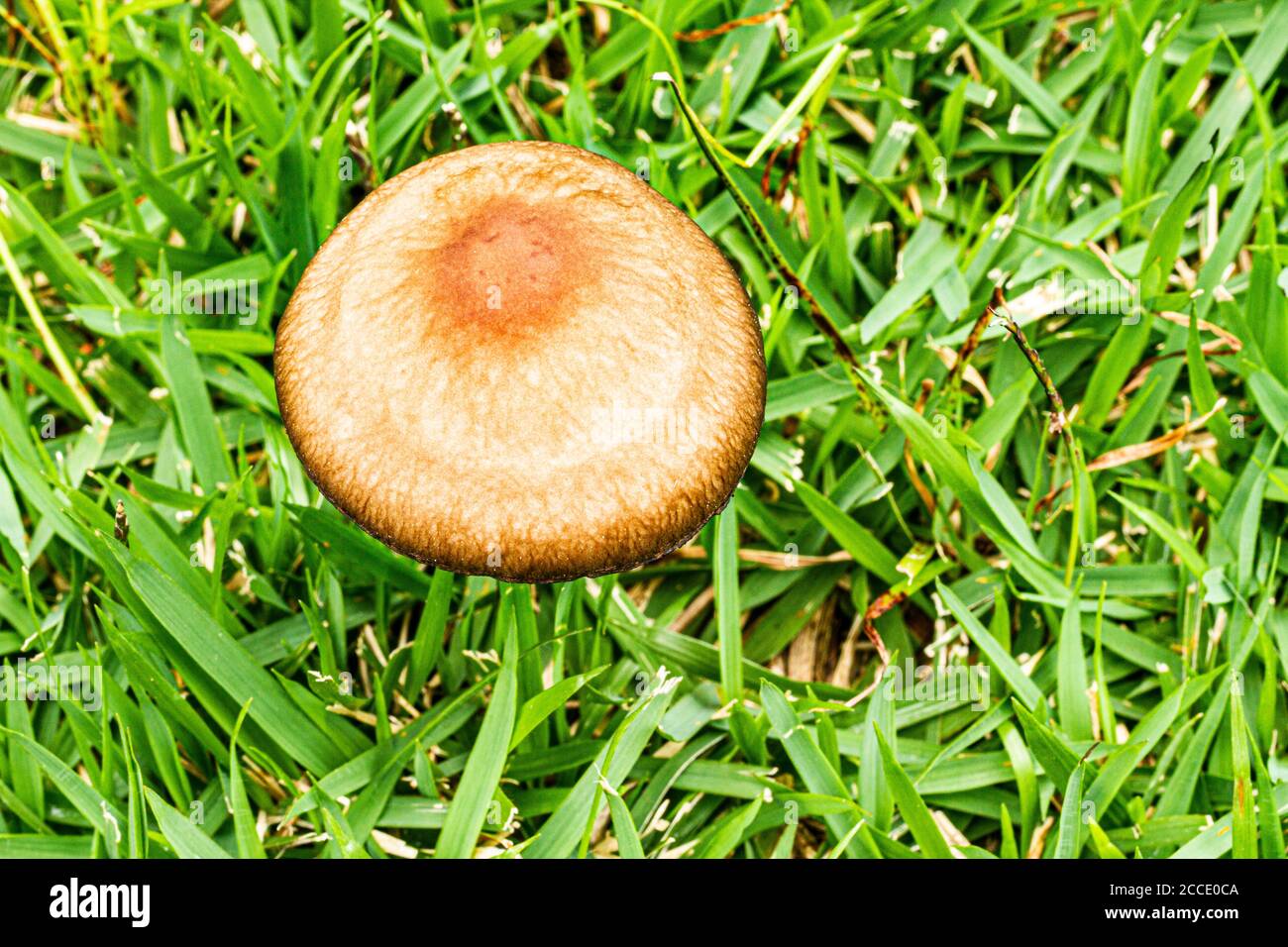 Far rosolare il fungo di fieno sull'erba. Florianopolis, Santa Catarina, Brasile. Foto Stock