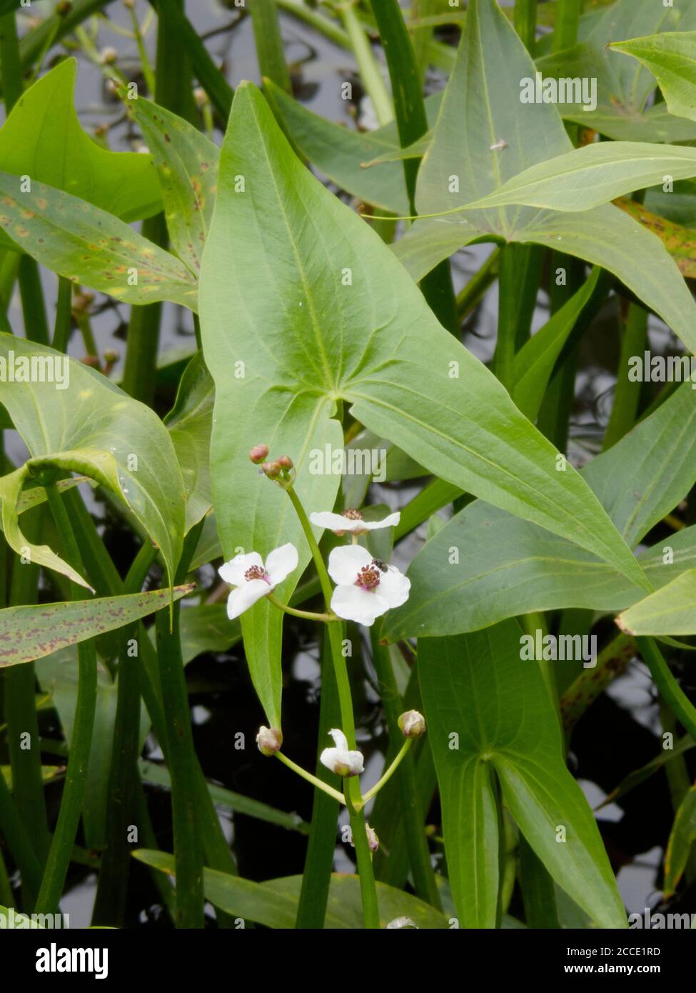 Arrowhead pianta acquatica in fiore ( Sagittaria sagitifolia ) in estate, Regno Unito Foto Stock