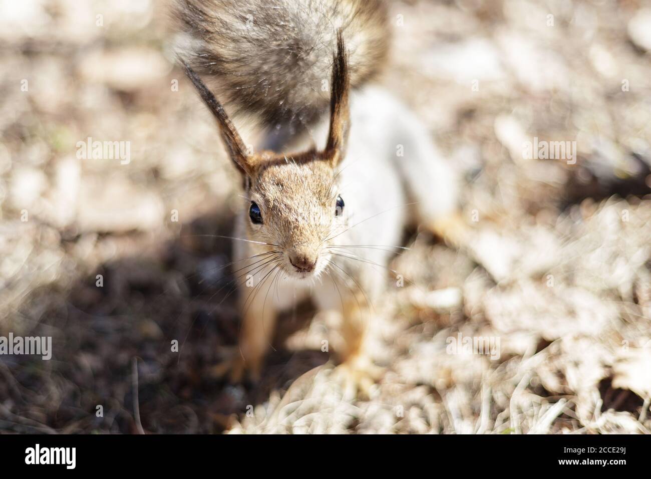 Un simpatico scoiattolo grigio si siede a terra su tutte le nostre e guarda direttamente nella macchina fotografica con curiosità e interesse, giornata internazionale degli animali Foto Stock