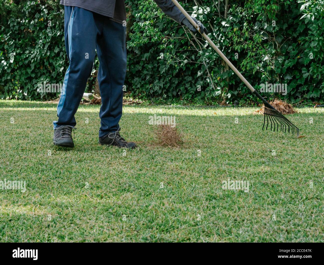 Figura di un giardiniere che raccoglie i detriti di pino con un rastrello Foto Stock