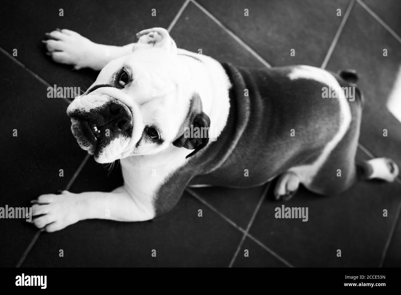 Bulldog inglese in bianco e nero Foto Stock