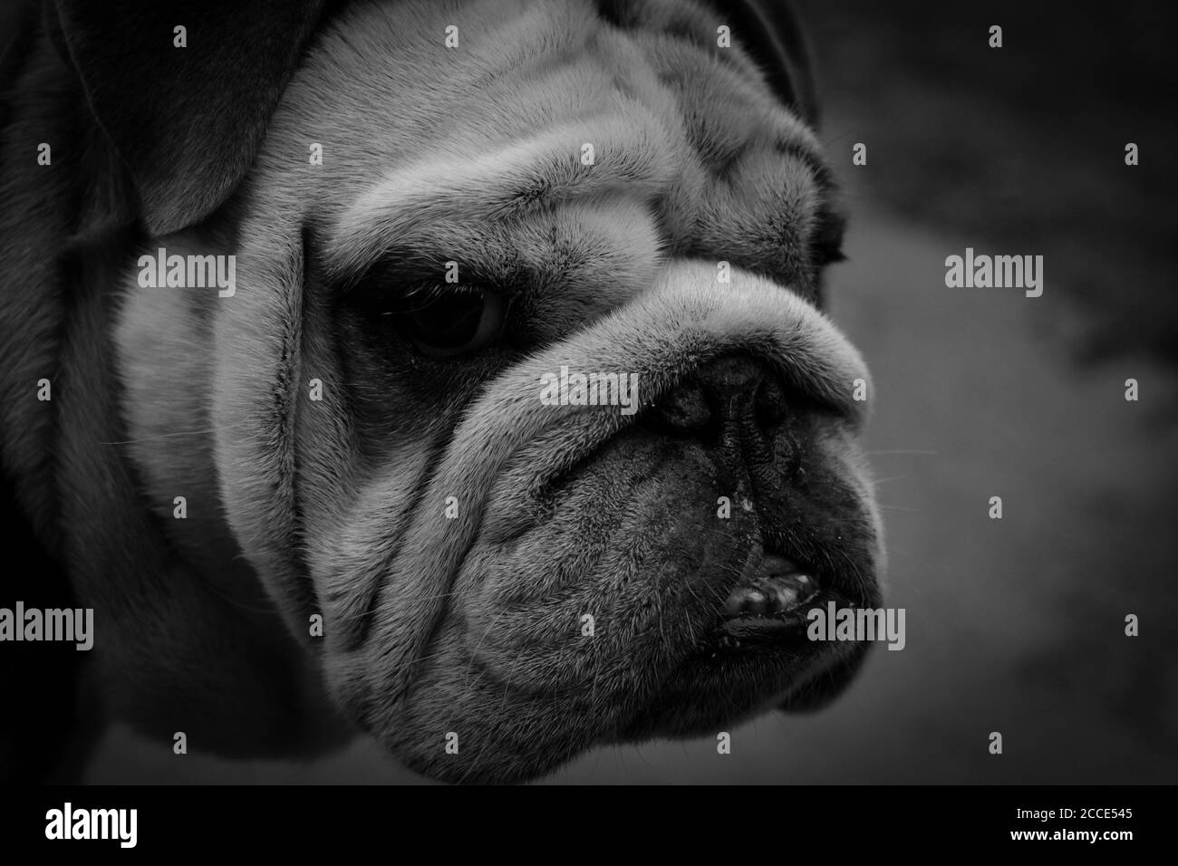 Bulldog inglese in bianco e nero Foto Stock