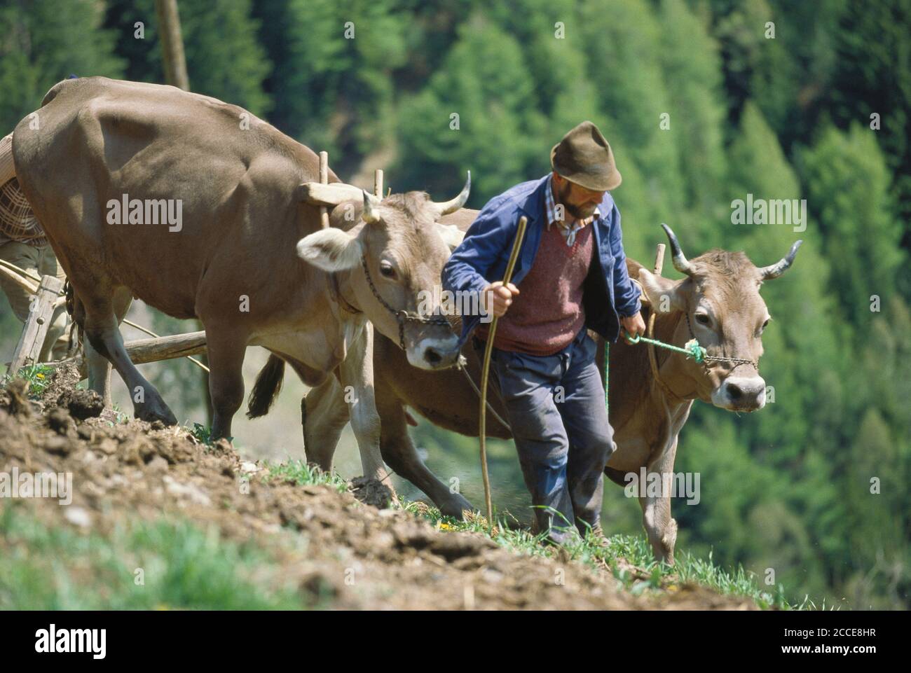 Italia Trentino-Südtirol Alto Adige Südtirol Vinschgau dal vecchio contadino a Südtirol Pflügen mit Rindergespann, Oberhaus, Sankt Martin Foto Stock