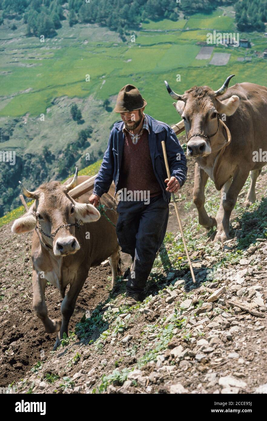 Italia Trentino-Südtirol Alto Adige Südtirol Vinschgau dal vecchio contadino a Südtirol Pflügen mit Rindergespann, Oberhaus, Sankt Martin Foto Stock