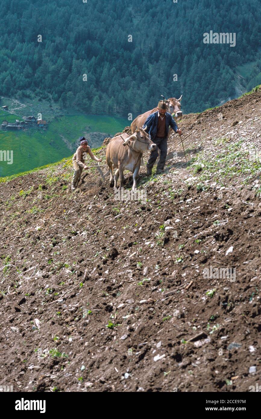 Italia Trentino-Südtirol Alto Adige Südtirol Vinschgau dal vecchio contadino a Südtirol Pflügen mit Rindergespann, Oberhaus, Sankt Martin Foto Stock