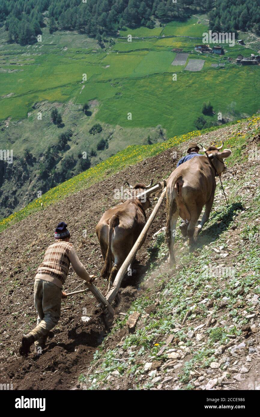 Italia Trentino-Südtirol Alto Adige Südtirol Vinschgau dal vecchio contadino a Südtirol Pflügen mit Rindergespann, Oberhaus, Sankt Martin Foto Stock