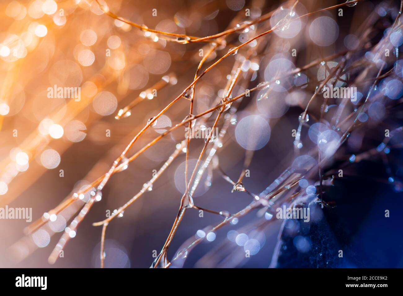Fiore, crescita, astratto, gocce d'acqua a fibre di palma Foto Stock