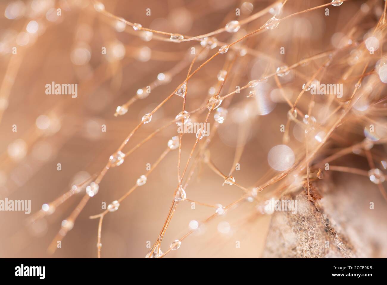 Fiore, crescita, astratto, gocce d'acqua a fibre di palma Foto Stock