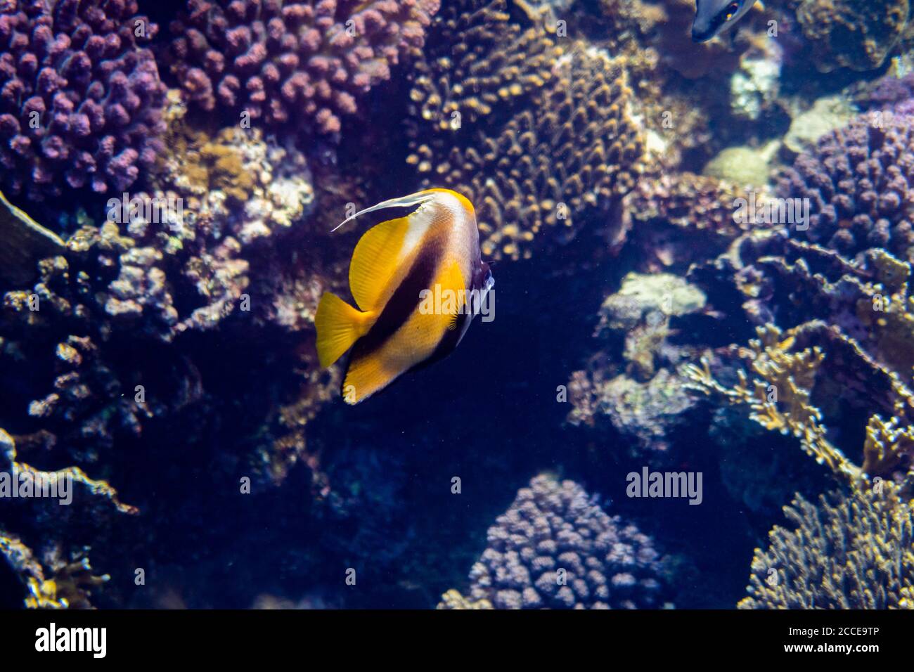 Heniochus intermedius, Mare Rosso Bannerfish, Egitto, Mar Rosso, Marsa Alam, Africa, snorkeling e Immersioni Foto Stock