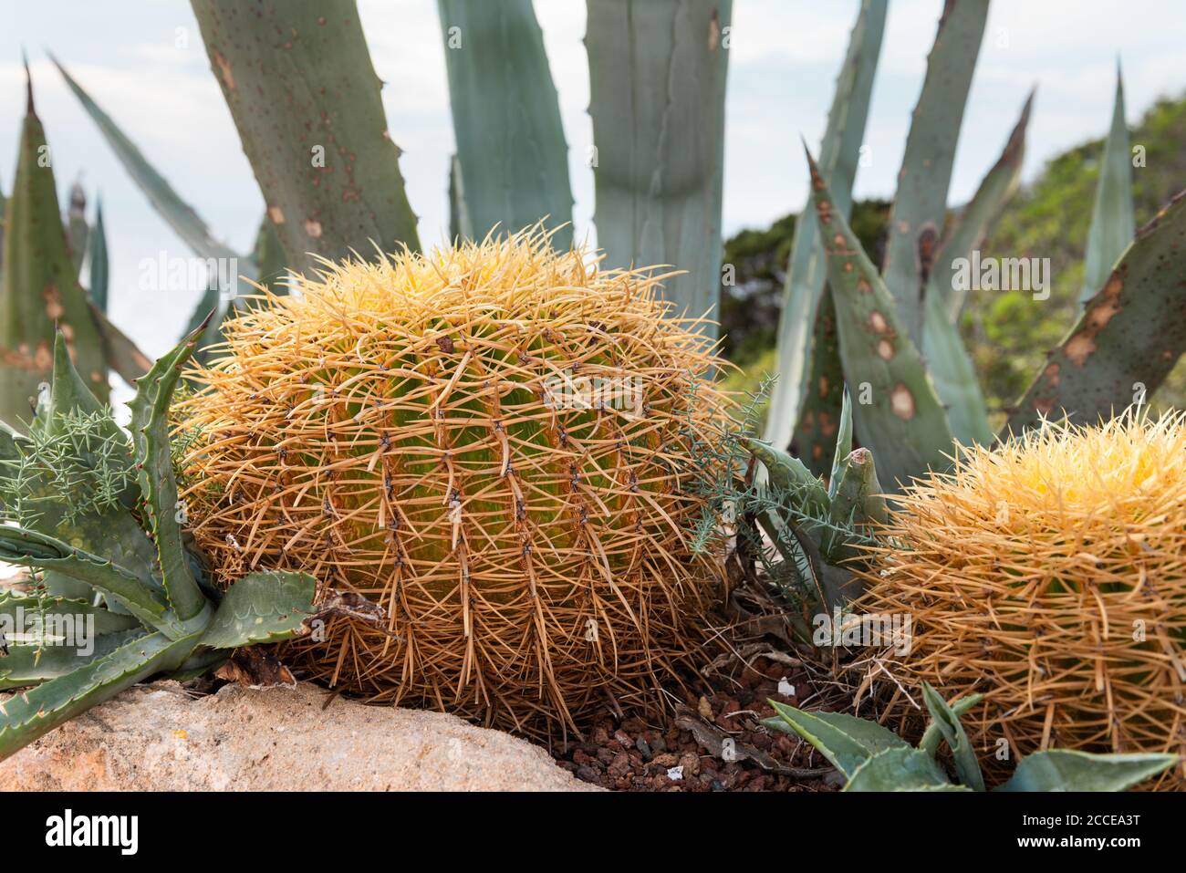 Una palla tropicale di cactus cresce sulla riva del mare. Isola di Menorca, Spagna Foto Stock